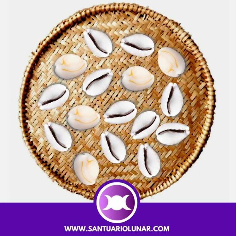 16 Cowrie Shells spiritual meaning + Free Shell reading