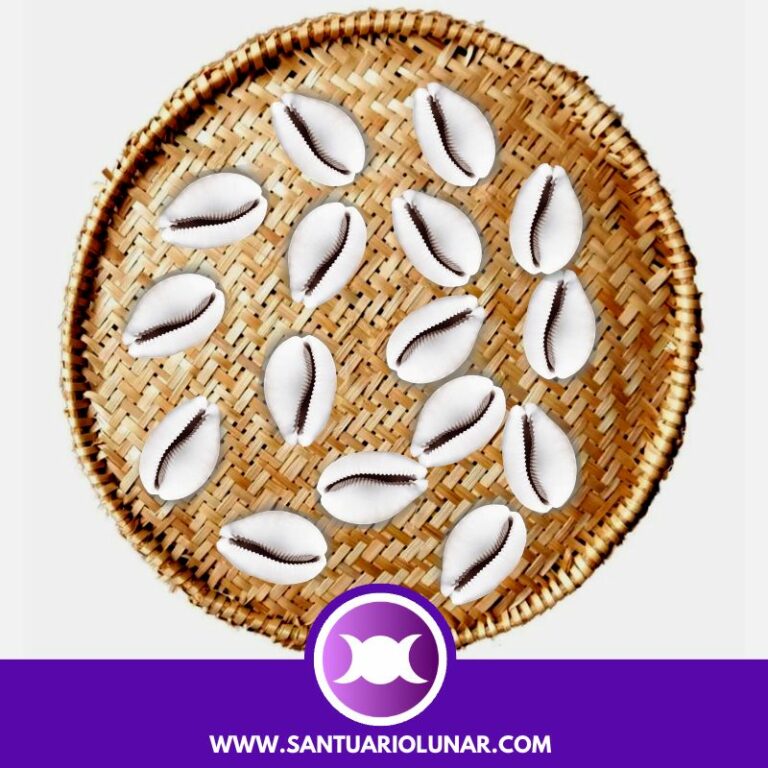 16 Cowrie Shells spiritual meaning + Free Shell reading