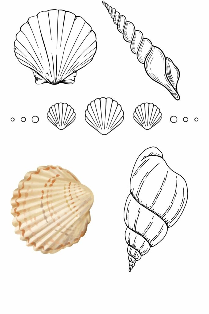 Tattoo ideas Witchcraft Pagan - Sea Shells