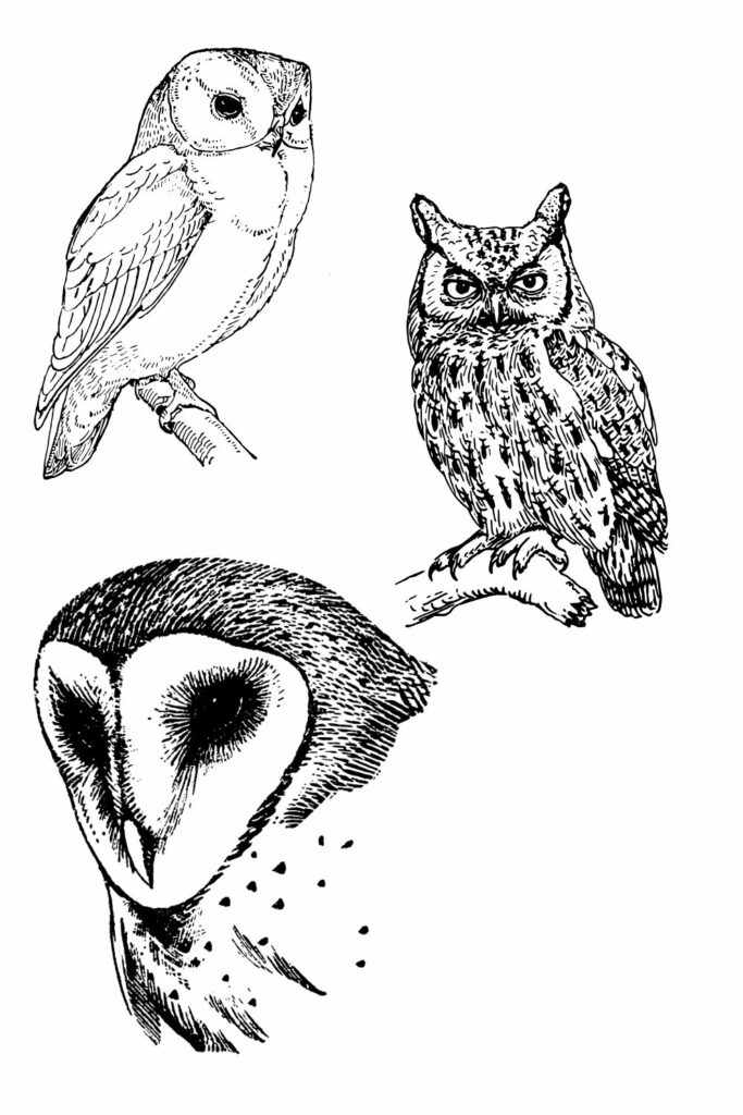 Tattoo ideas Witchcraft Pagan - Owls